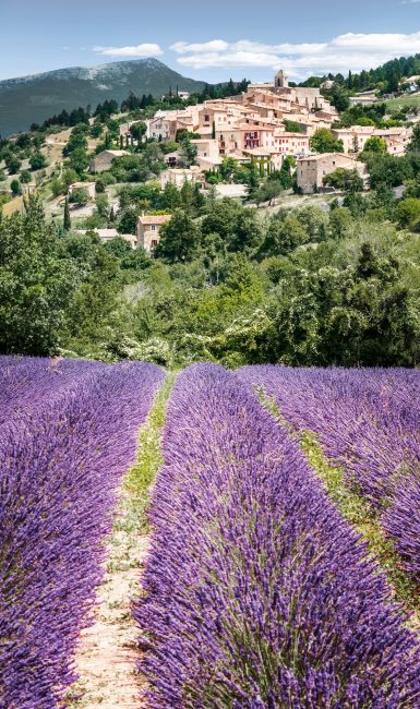 Aurel little village  in south of france with a lavender field in front of it